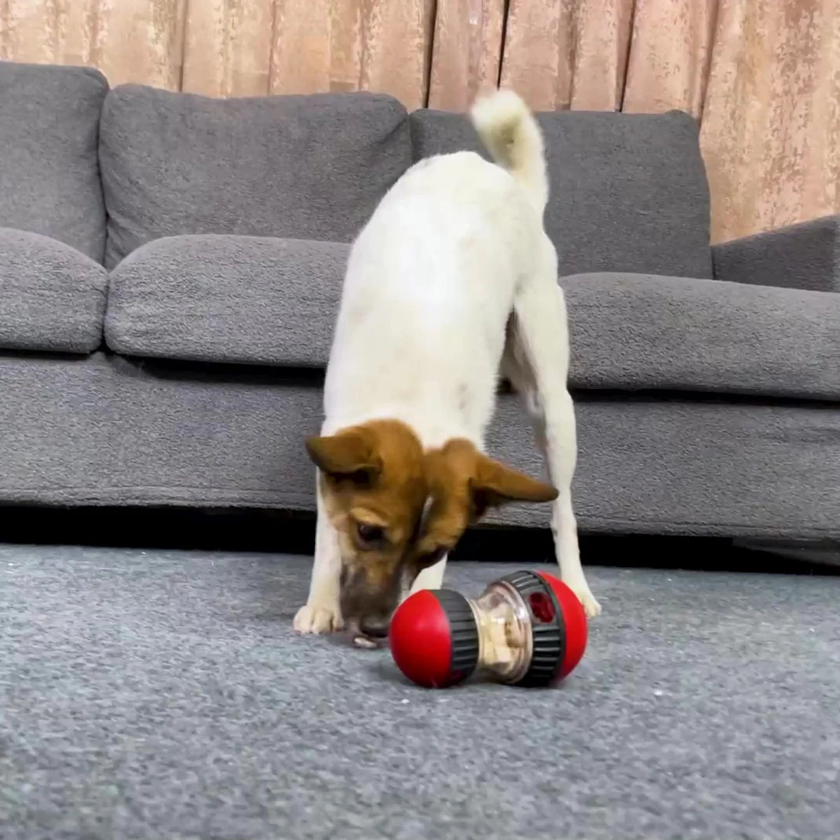 Dog Improve IQ Interactive Toy